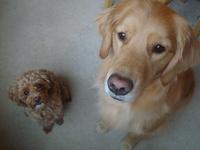 buddy