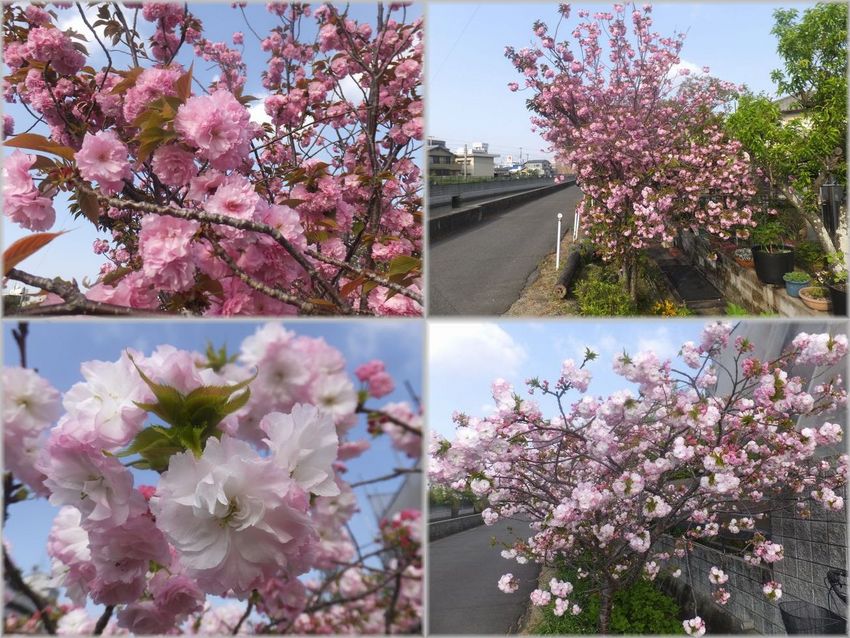 濃いピンクの牡丹桜と うっすら...