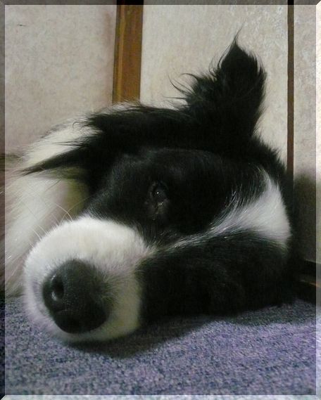 何歳ごろのアレックスかな?まだ...