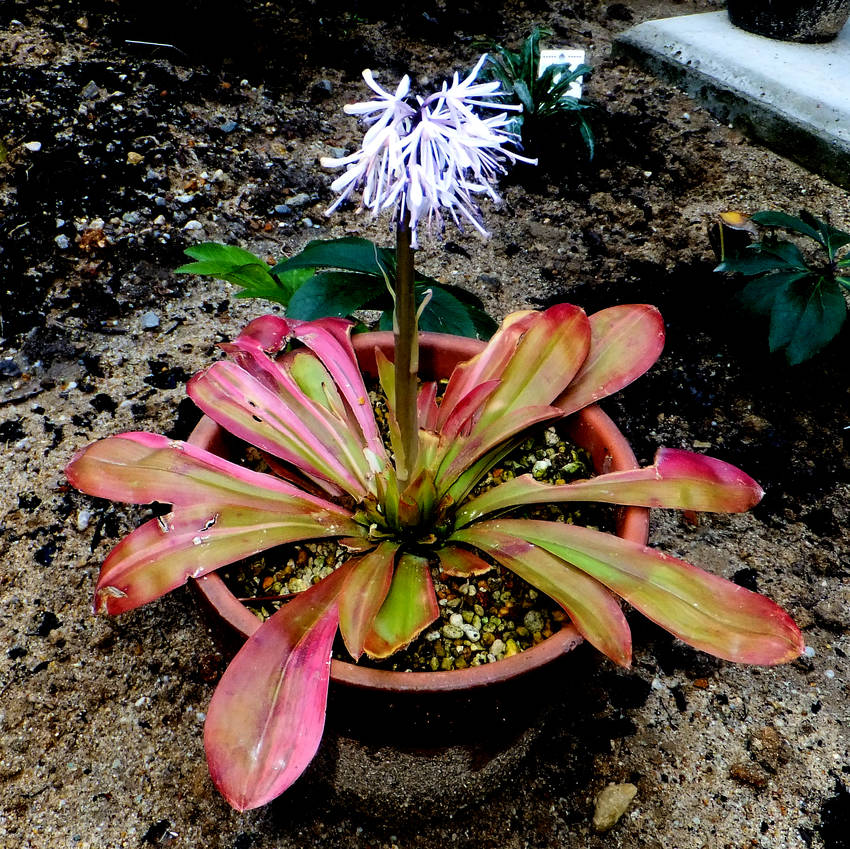 ショウジョウバカマ 秋紅の輝き