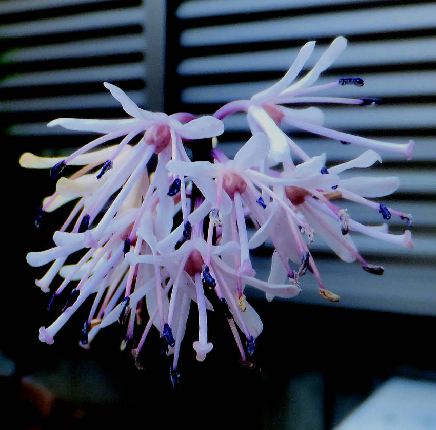 ショウジョウバカマ 秋紅の輝き