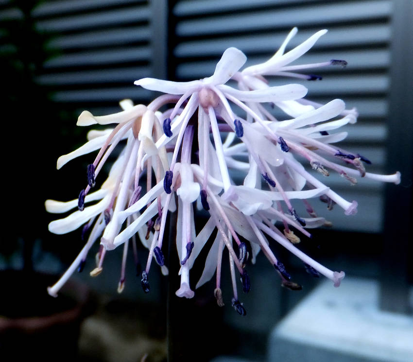 ショウジョウバカマ 秋紅の輝き
