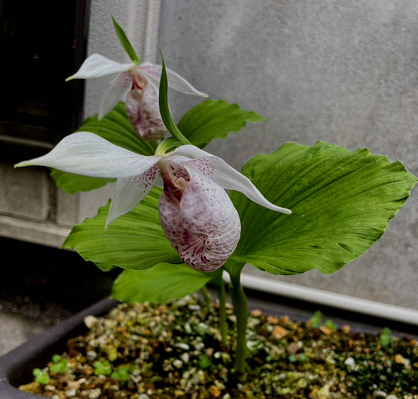 台湾クマガイソウの花...