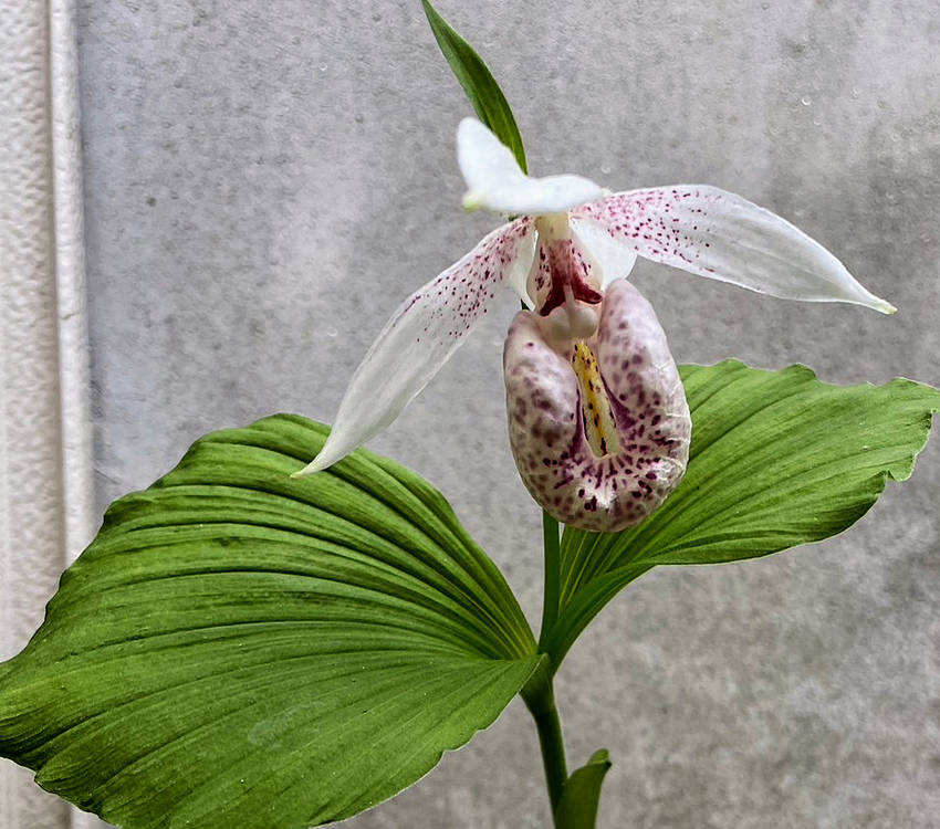 台湾クマガイソウの花...