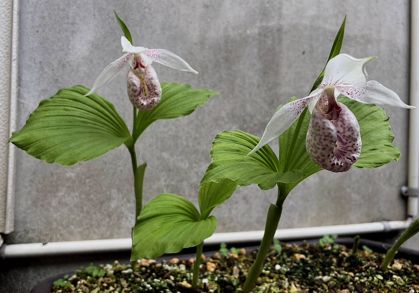 台湾クマガイソウの花...