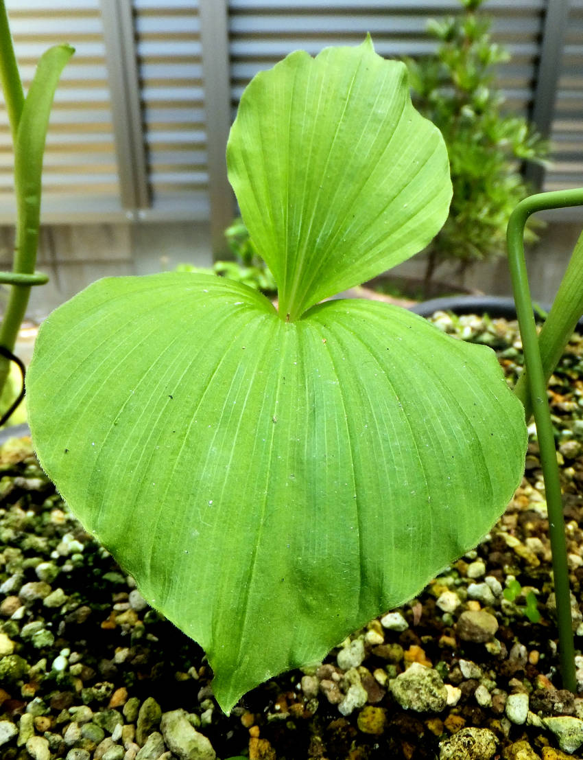 台湾クマガイソウの花...