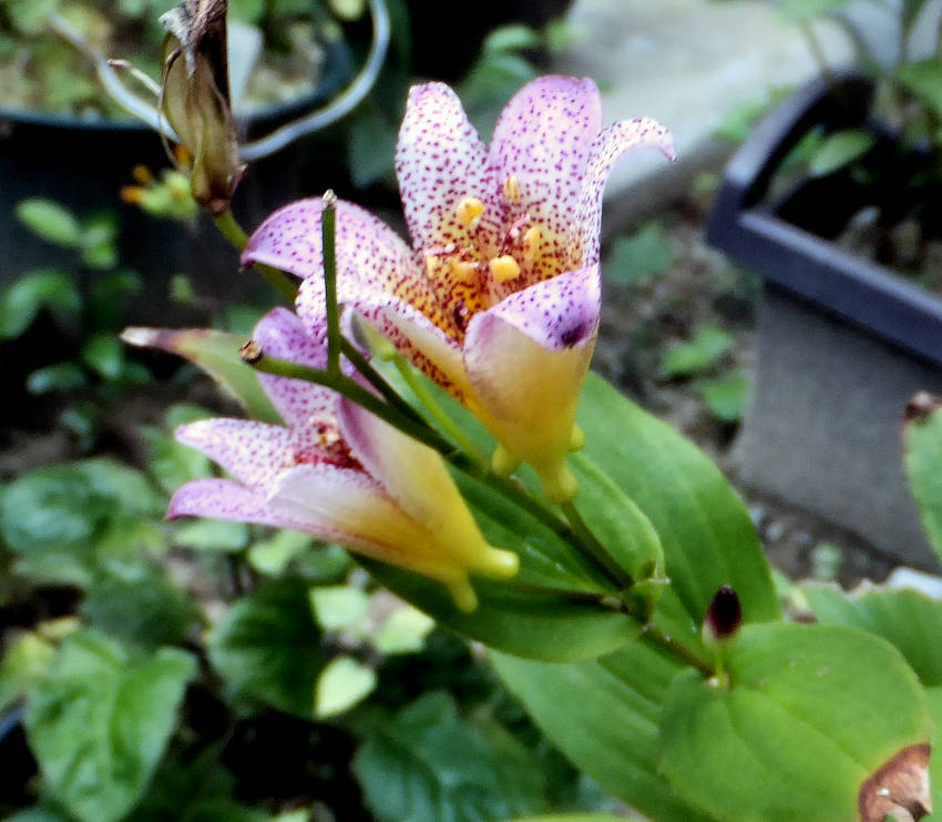 ホトトギス 秋映(あきばえ)...