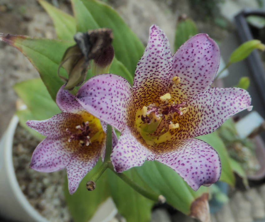 ホトトギス 秋映(あきばえ)...