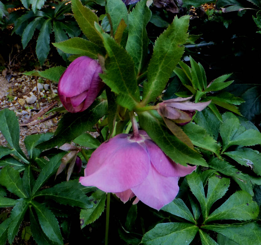 我が家のクリスマスローズ...