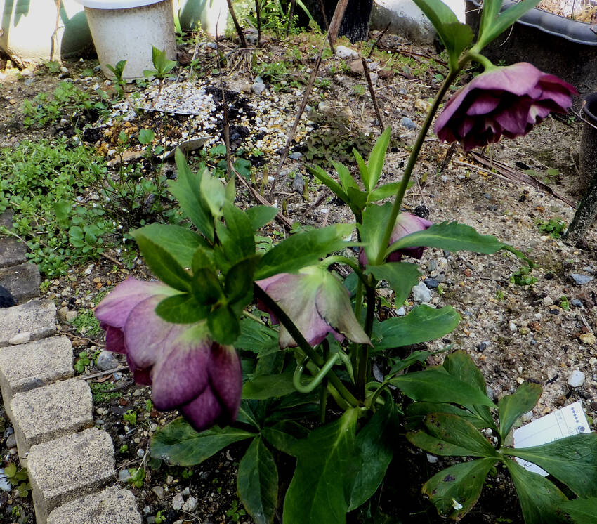 我が家のクリスマスローズ...