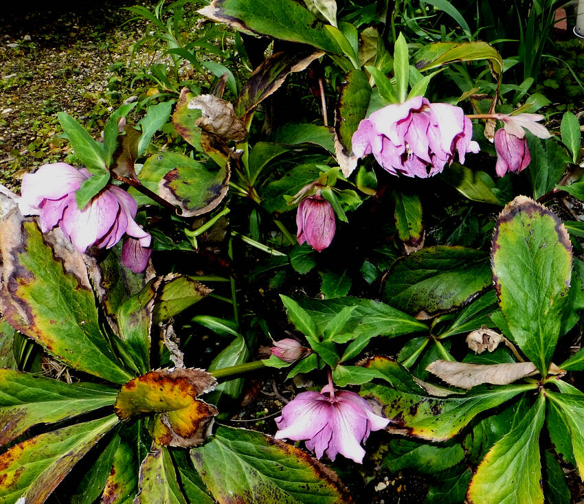 我が家のクリスマスローズ...