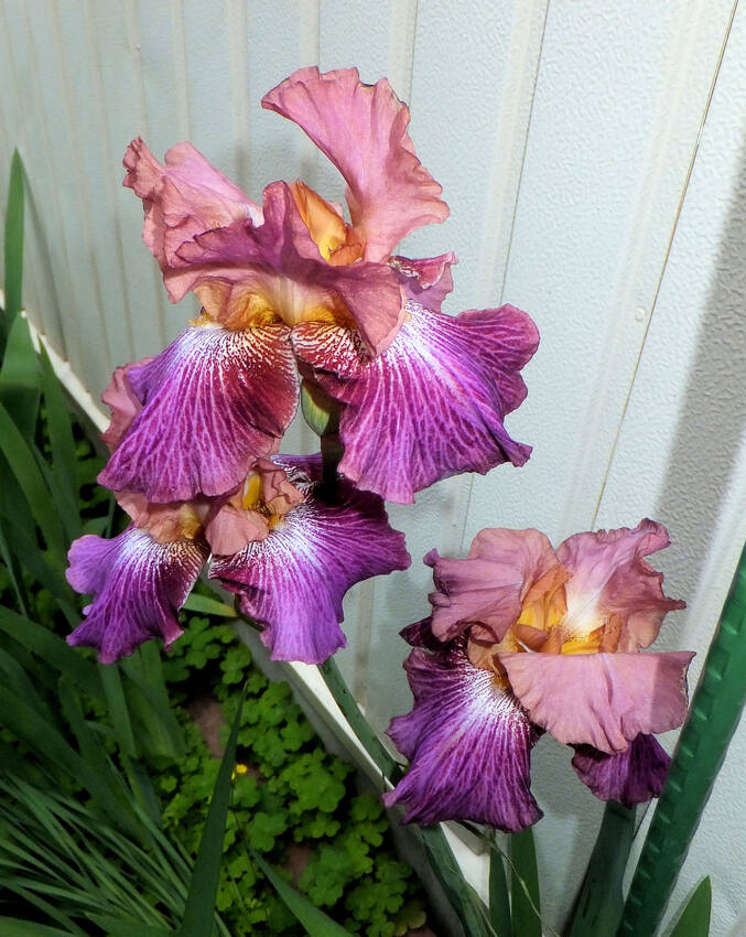 ジャーマンアイリス咲きました...