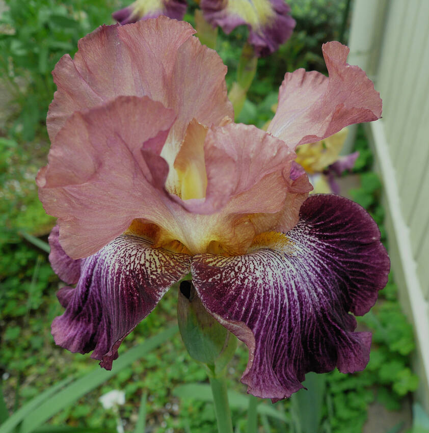 ジャーマンアイリス咲きました...