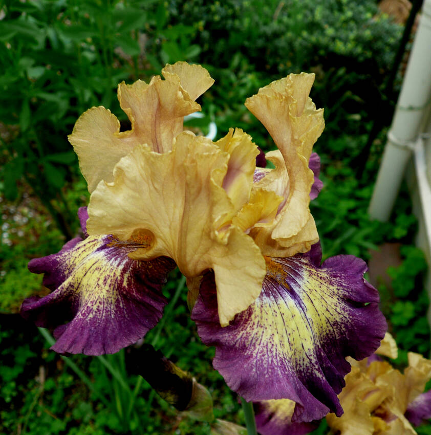 ジャーマンアイリス咲きました...