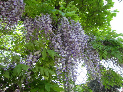 【紫】公園の藤の花