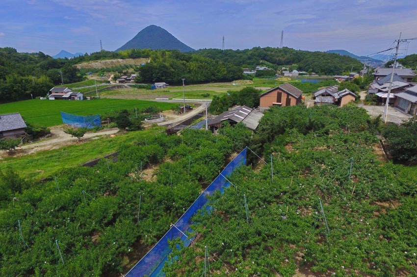 農園から見た讃岐富士の姿が円錐...