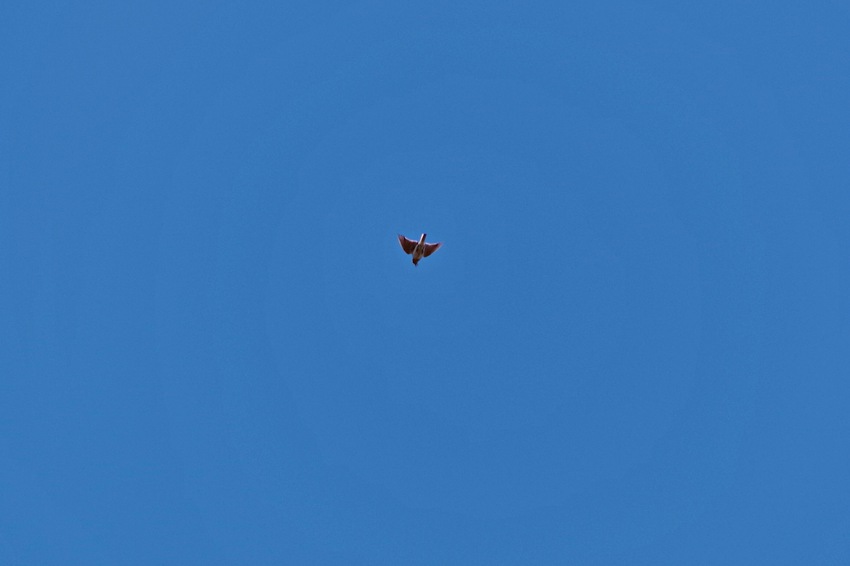 ヒバリと飛行機