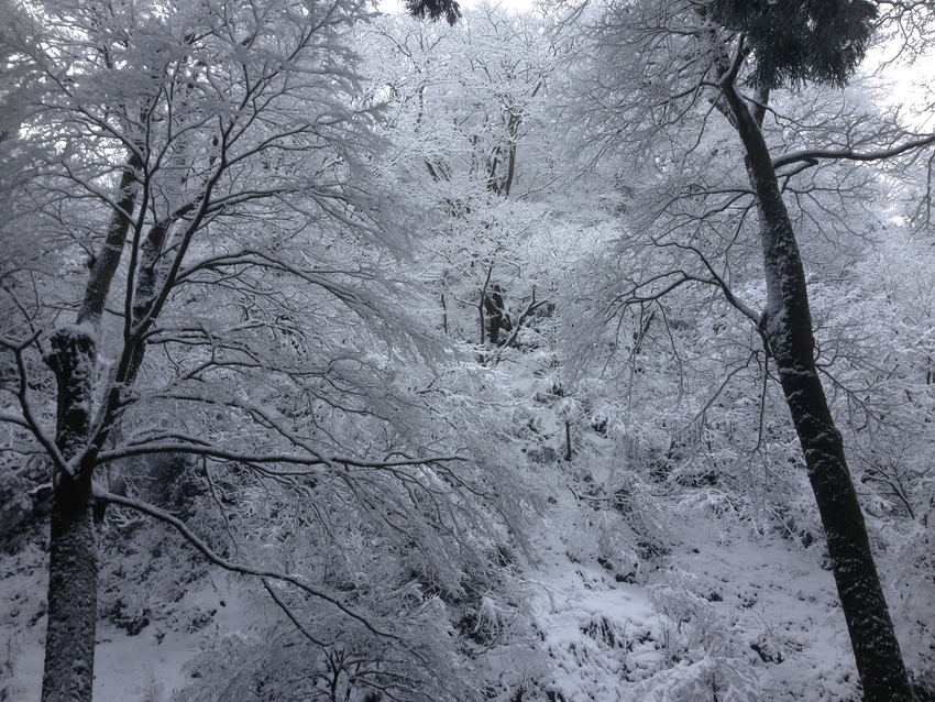 冬は色の無い世界へこれがまた荘...