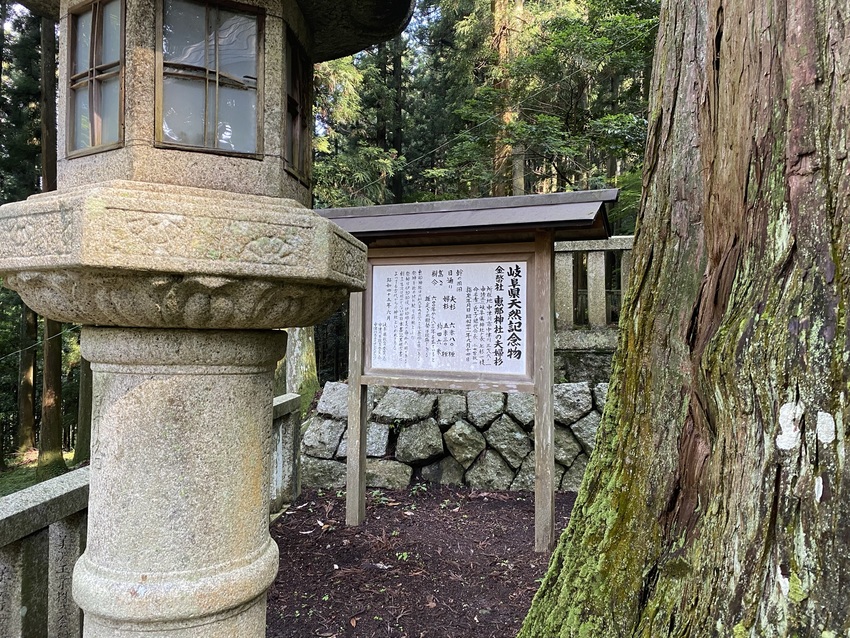 なに?樹齢600年とか800年...