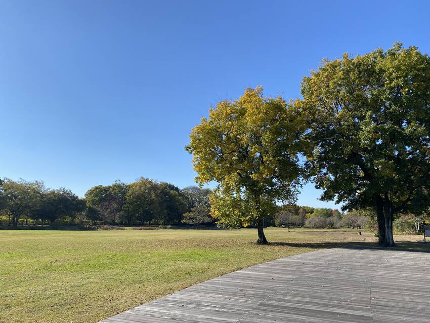 この2本の樹がお気に入りです地...