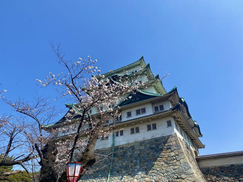 桜も咲き始めな感じ