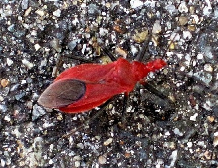 ファルコン昆虫記（２１）赤い翅...
