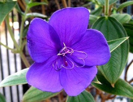 ファルコン植物記（７４）紫紺色...