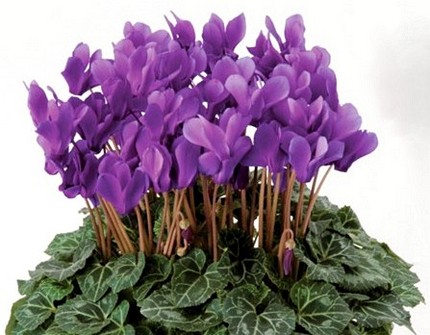ファルコン植物記（１１９）青紫...