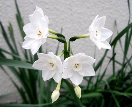 ファルコン植物記（１５８）白色...
