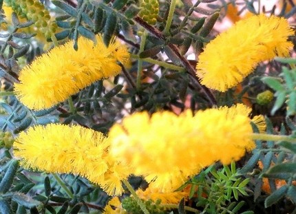 ファルコン植物記（２６３）黄色...