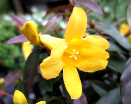 ファルコン植物記（２６６）黄色...
