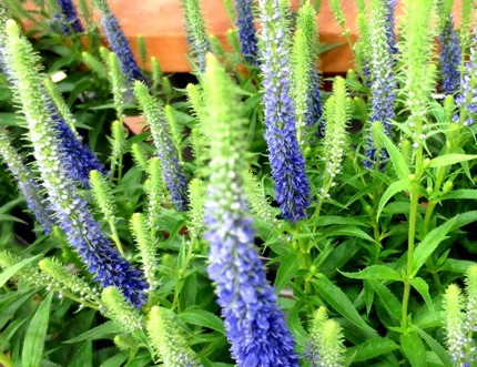 ファルコン植物記（３５５）青紫...