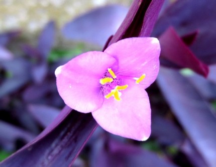 ファルコン植物記（３９４）赤紫...