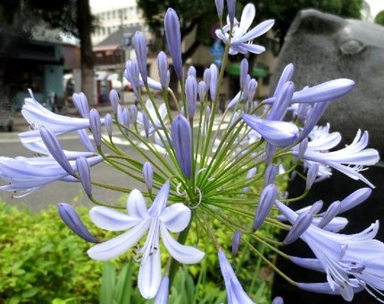 ファルコン植物記（３９５）青紫...