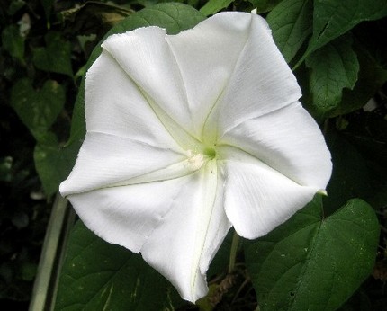 ファルコン植物記（４１６）白色...