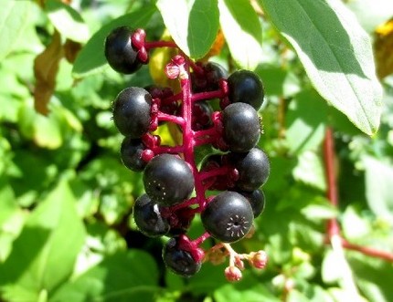 ファルコン植物記（５３７）黒紫...