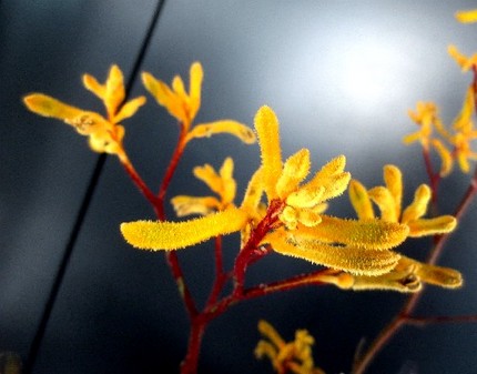 ファルコン植物記（６０７）黄色...