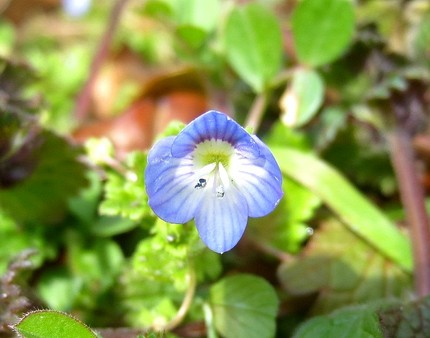 ファルコン植物記（６６７）青紫...