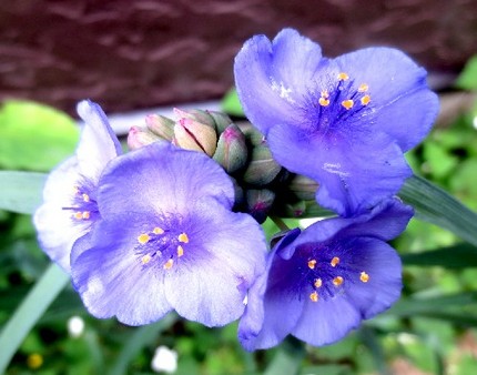 ファルコン植物記（８０８）青紫...