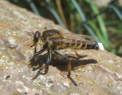 < どちらもクリックすると、大...