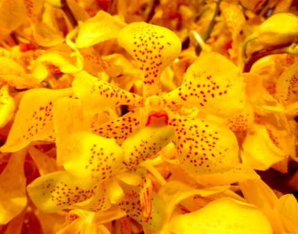 ファルコン植物記（８６９）黄色...