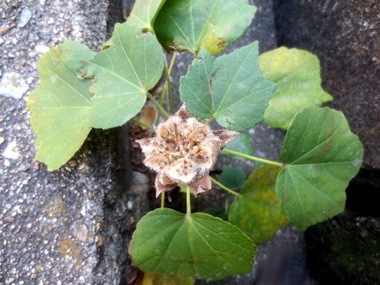 ファルコン植物記(979)茶褐...