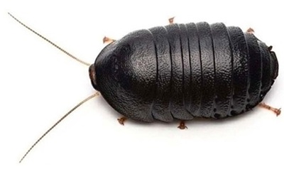 新種記載された【ヒメマルゴキブ...