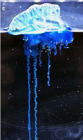 ミカヅキノエボシと命名した新種...