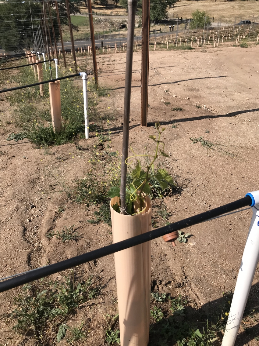 こちらは今年の3月に植えたばか...