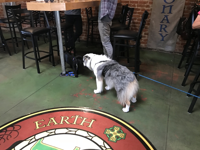 ドッグフレンドリーなお店で、店...