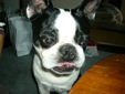 buddy