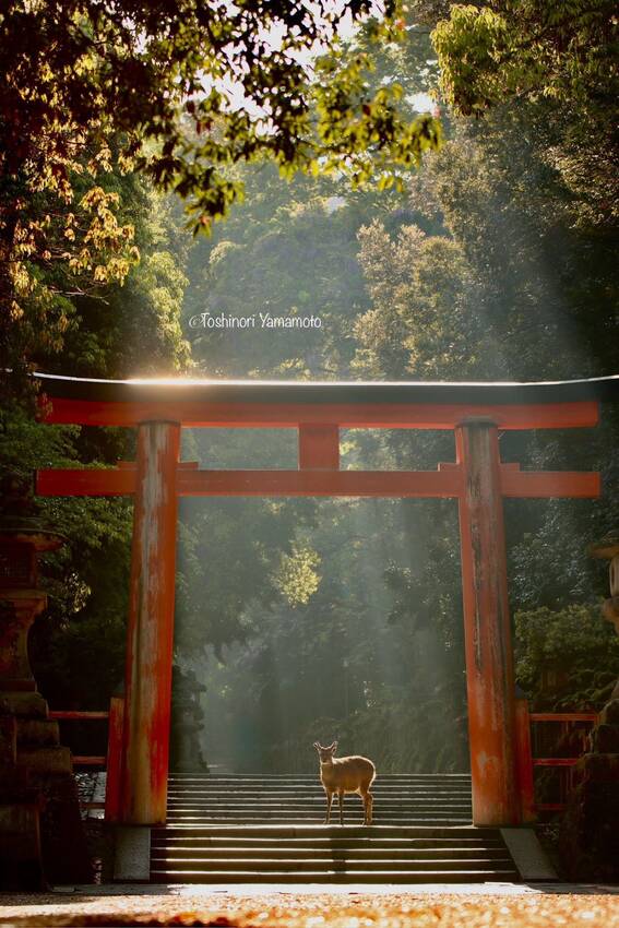 日本人が古来から続けてきた、 祈りのかたちなのだと思う。...