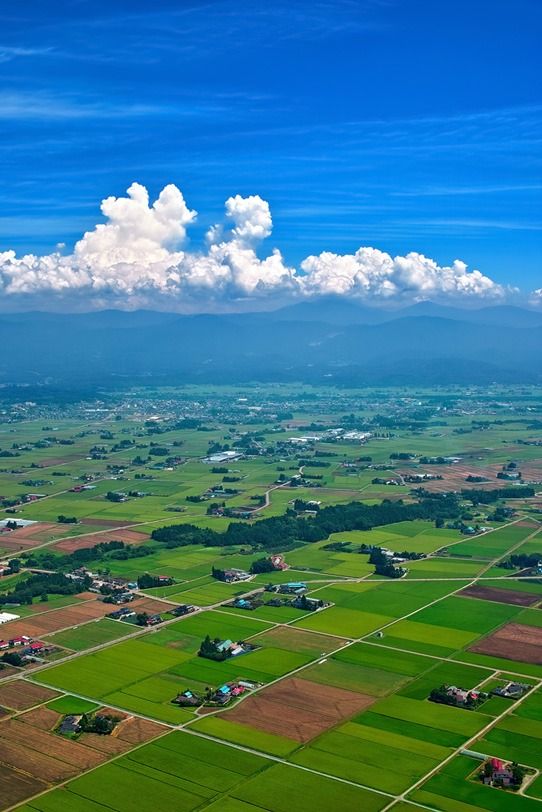 自然の中に立つ一本の木を思い浮...