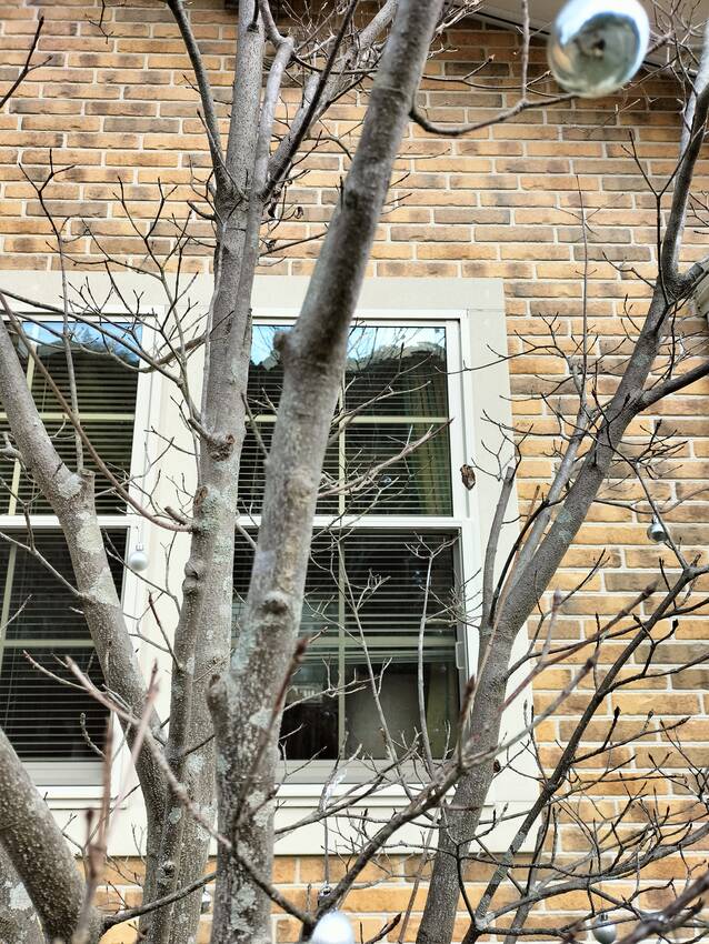 玄関先の「ヤマボウシ」には、小...